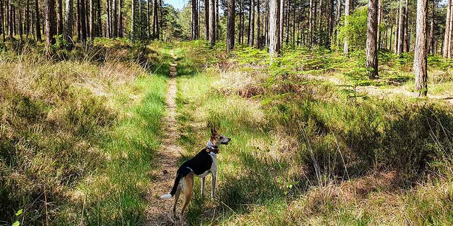Nearby Ringwood Forest Nearby Ringwood Forest
